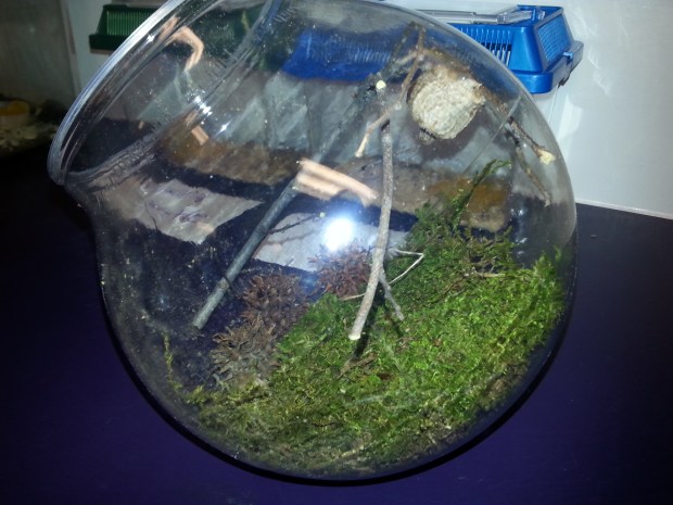 Is the plural of mantis mantids or mantises???  You can see the egg case in the top right corner hanging off the branch.  We can't wait for the nymphs to come out! 