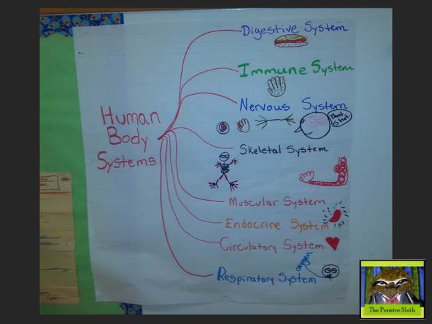 A hilarious anchor chart on human body systems.  We used a Brace Map to sort the whole into parts. 