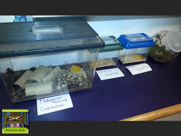 Our Insect Zoo--We are studying complete and incomplete metamorphosis.  Which insects undergo complete metamorphosis?  Incomplete metamorphosis?