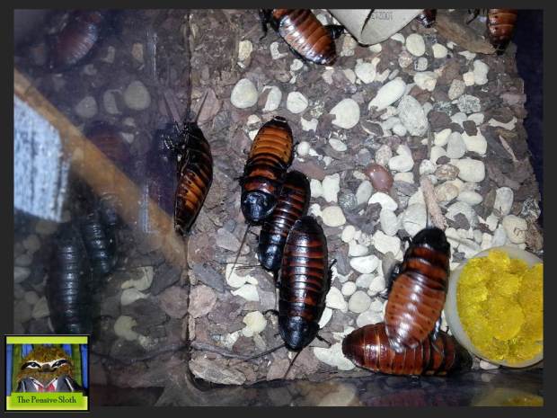 Here are our hissing cockroach pets from the top. These are adults. That yellow stuff in the corner is Cricket Quencher and is an easy way to provide water for cockroaches. They drown in water dishes that are too deep!