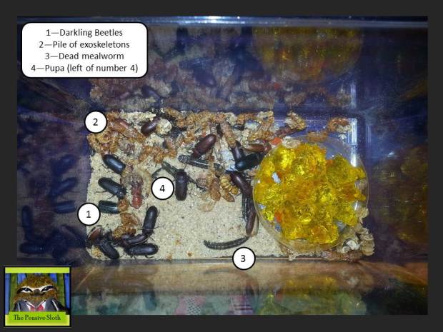 @thepensivesloth Darkling Beetles Mealworms Pupa insect life cycle